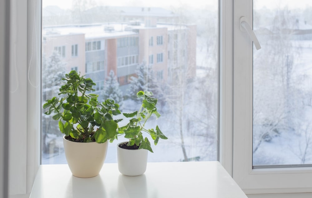 Common Problems with Windows in Winter blog header image